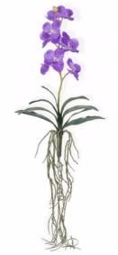 Fleur artificielle Orchide Vanda feuillage et racines H.58cm lavande