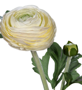 Fleur artificielle tige de Renoncule - création de bouquet - H.57cm crème