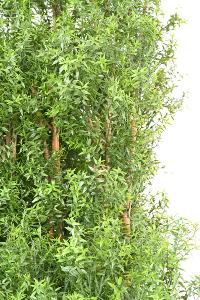 Haie artificielle Eucalyptus Plastique UV - plante pour extérieur - H.150cm