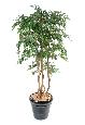 Arbre artificiel Ficus Natasja multi-troncs - plante synthétique intérieur - H.180cm