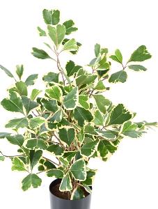 Arbre artificiel Ficus Triangularis - plante d'intérieur - H.50cm vert/crème