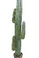 Cactus artificiel Mexico GR - plante d'intérieur - H.170cm vert