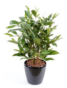 Plante artificielle Dracaena Surculosa - dcoration d'intrieur - H.60cm vert
