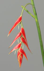 Fleur artificielle Héliconia pendula - fresh touch haute qualité - H.116cm rouge