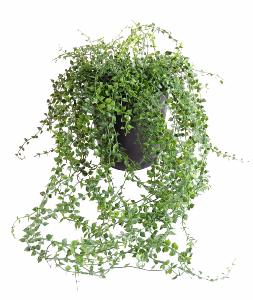 Plante artificielle Callisia en pot - intérieur extérieur - H.70cm vert