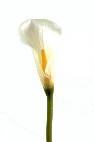 Fleur artificielle Calla Lily - cration de bouquet - H.90cm blanc