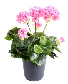 Granium en piquet 5 ttes - Plante fleurie artificielle - H.40cm rose