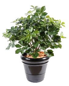 Plante artificielle Schefflera Exotica Buisson - dcoration d'intrieur - H.90cm vert