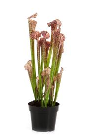 Plante artificielle carnivore Sarracenia en pot - intrieur - H.65cm pourpre