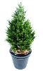 Plante artificielle Cypres artificiel (juniperus vert) - intérieur extérieur - H.105cm vert 2 nuances