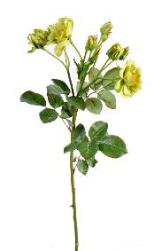 Fleur artificielle coupe rose sauvage - composition florale - H.52cm vert