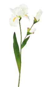 Fleur artificielle iris 1 fleur 2 boutons - dcoration d'intrieur - H. 74cm blanc