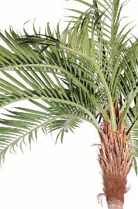 Palmier coconut courbe new - plante artificielle d'intérieur - H.400cm