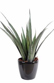 Plante artificielle Aloe Ferox en pot - cactus artificiel extrieur - H.65cm vert