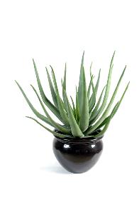 Plante artificielle Aloe vera en pot - cactus pour intrieur extrieur - H.55cm