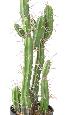 Plante artificielle Cactus Finger F - Plante pour intérieur - H.60cm vert