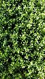 Plante artificielle Buis Topiaire pyramide - intérieur extérieur - H.183cm vert