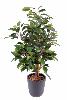 Arbuste artificiel Ficus Natasja - plante synthétique intérieur - H.60cm