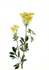 Fleur artificielle Ammi Majus fleur d'vque - composition bouquet - H.75cm jaune