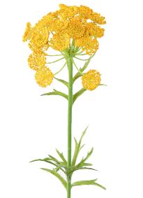 Fleur artificielle Daucus - cration bouquet pour intrieur - H. 55cm jaune