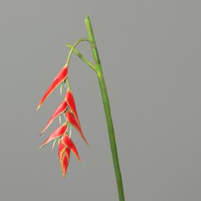 Fleur artificielle Héliconia pendula - fresh touch haute qualité - H.116cm rouge