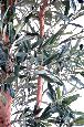 Arbre fruitier artificiel Olivier tronc noueux - plante pour intérieur - H.170cm
