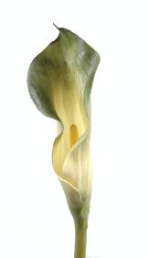 Fleur artificielle Calla Lily - cration bouquet - H.90 cm vert