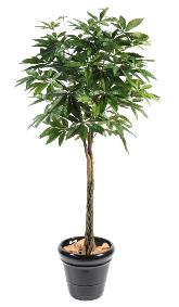 Plante artificielle Pachira tress - arbre pour intrieur - H.150cm