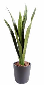 Plante artificielle Sansevieria piquet - succulente pour intrieur - H. 60cm vert