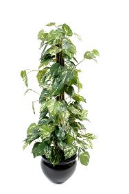 Plante verte artificielle Pothos tuteur coco - plante d'intrieur - H.100cm vert