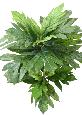 Plante artificielle Artocarpus Altilis - arbre à pain pour intérieur - H.100cm