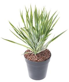 Plante artificielle Yucca Golden en piquet - intrieur extrieur - H.35cm